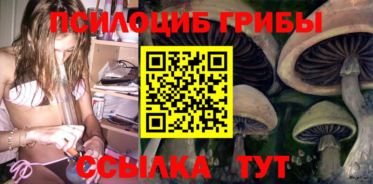 Псилоцибиновые грибы Psilocybe Елабуга